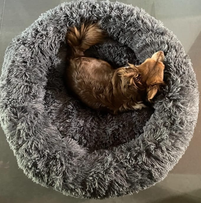Customer photo review of Hundebett Belune® - Das Original