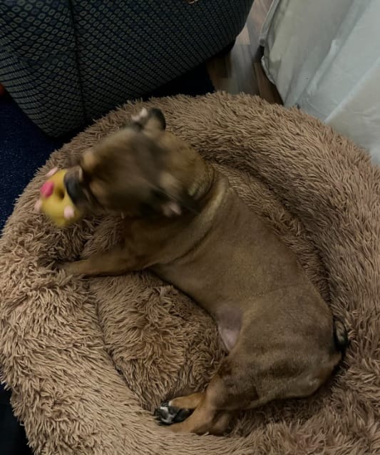 Customer photo review of Hundebett Belune® - Das Original