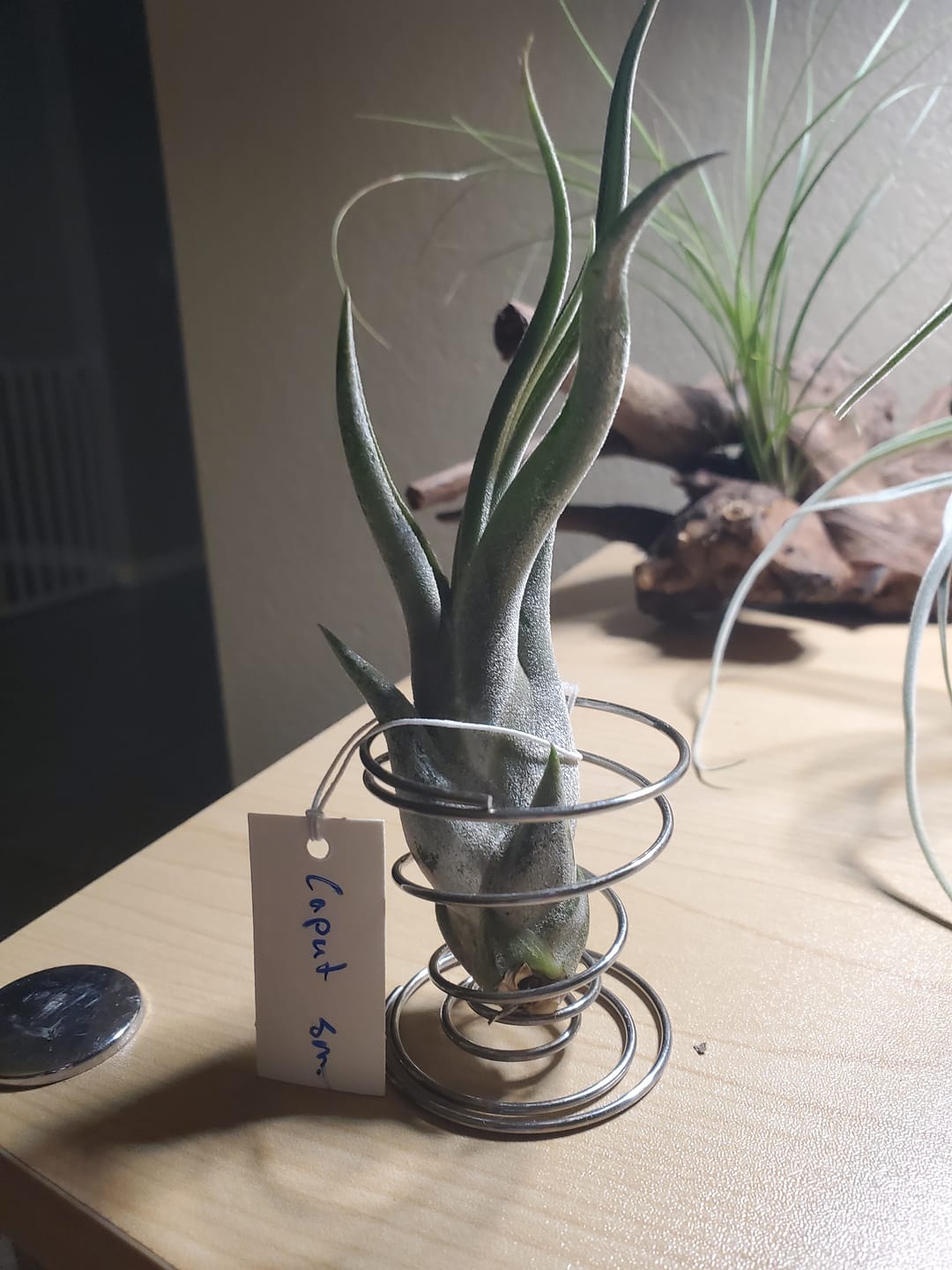 Customer photo review of Caput Medusae  (Beginner Friendly!)