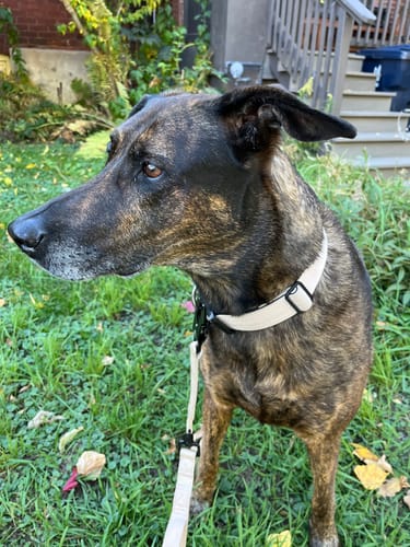 Customer photo review of 1.5" Tacti Slim Dog Collar- Buttercream