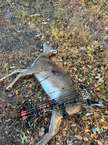 Customer photo review of Beast Broadheads (2-Pack + Practice Tip)