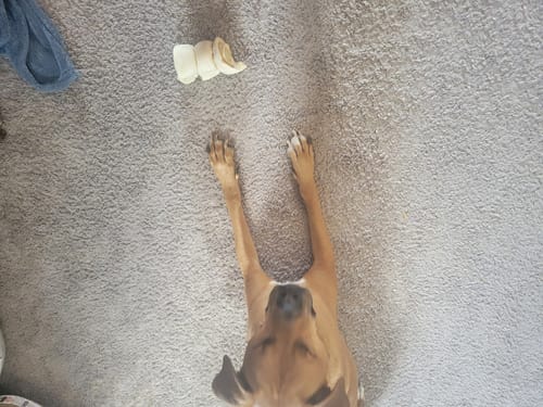 Customer photo review of Beef Cheek Rolls