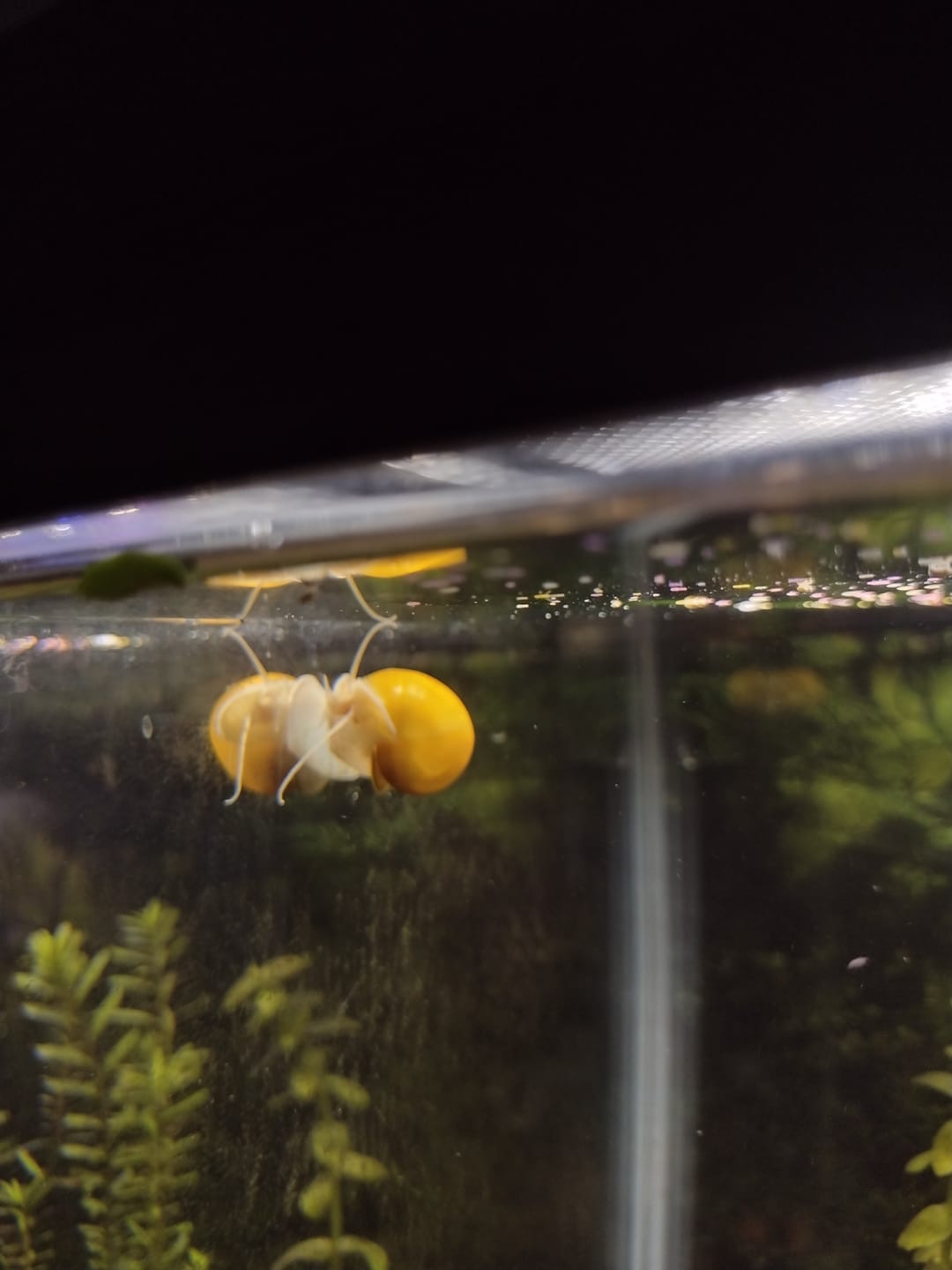 Customer photo review of Gold Mystery Snail