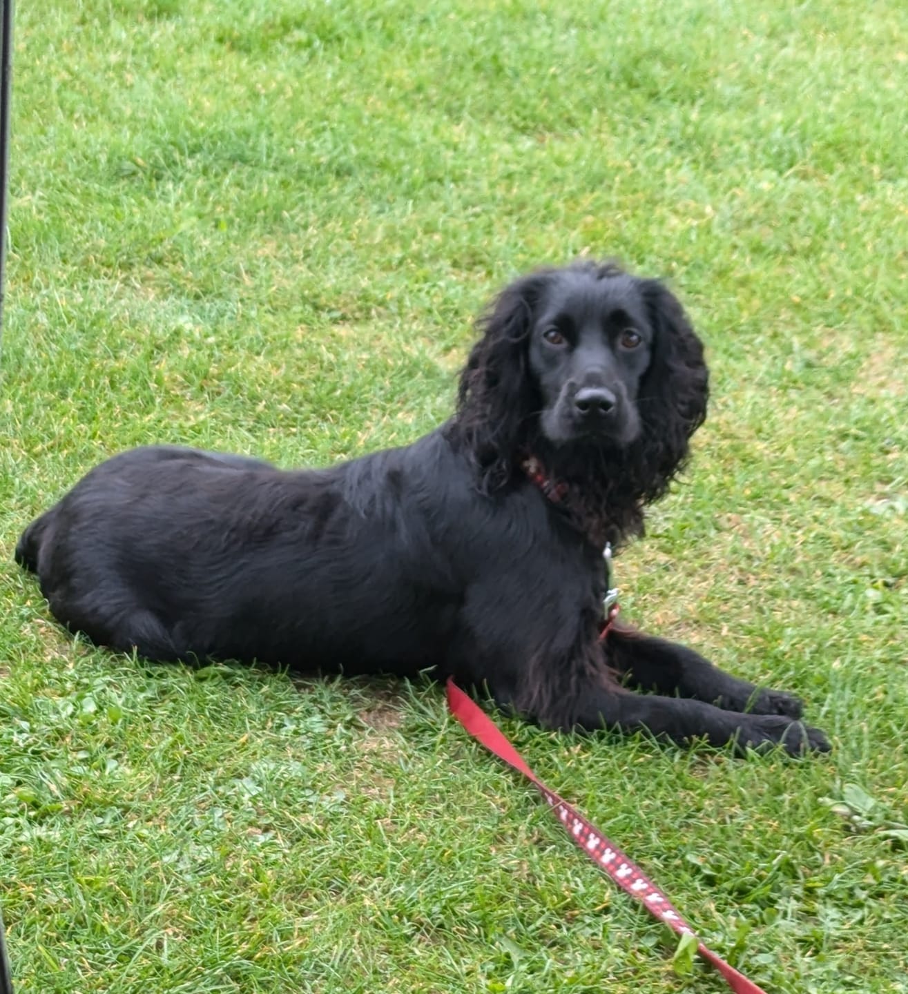 Customer photo review of British Poultry Dry Food Senior/Lite