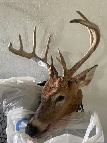 Customer photo review of Beast Broadheads