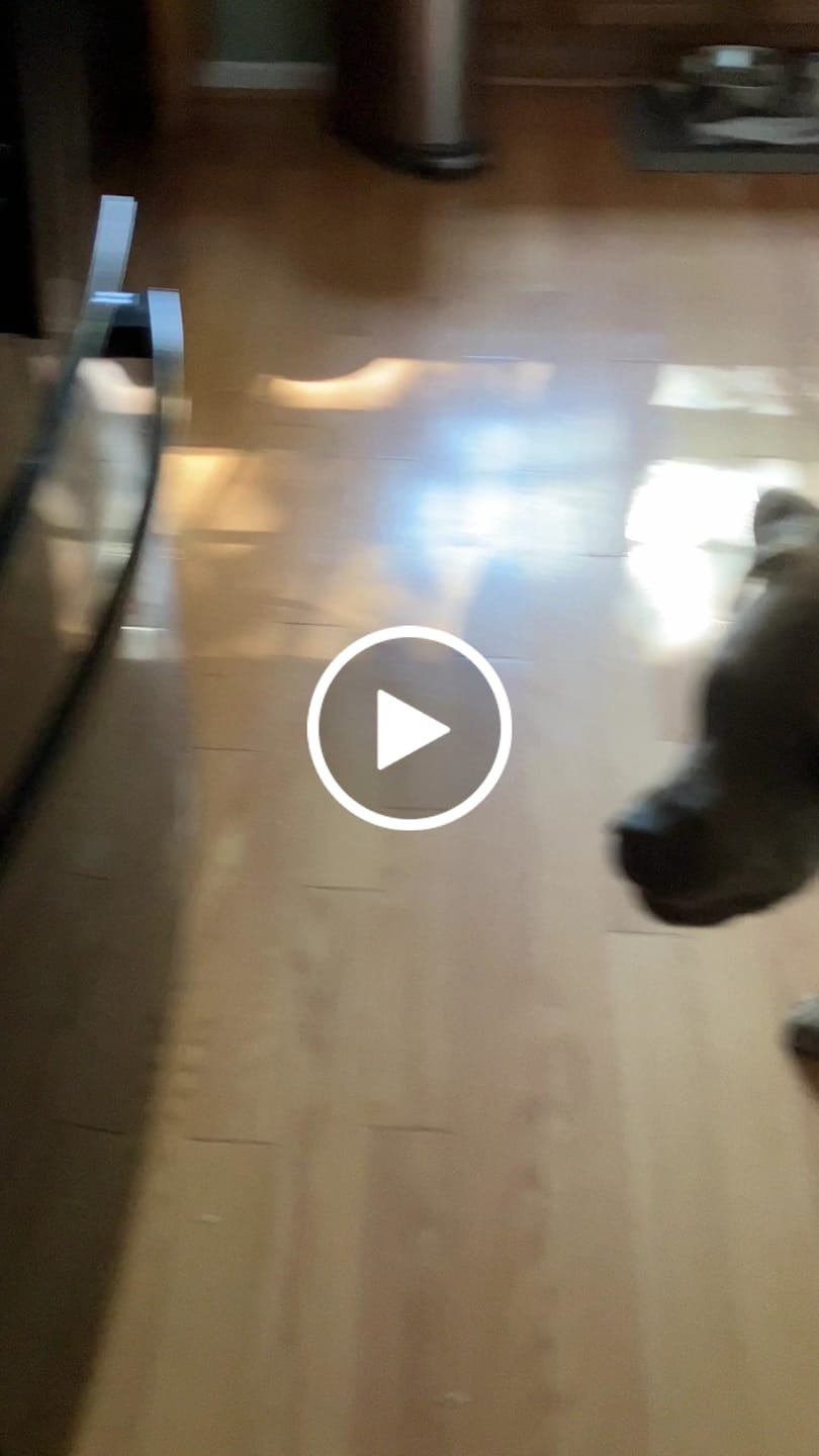 Customer video review of Extra Thick Bully Sticks - 6 Inch