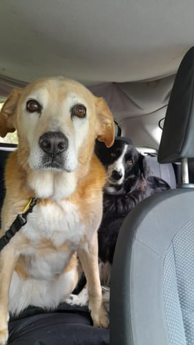 Customer photo review of Car Seat Cover