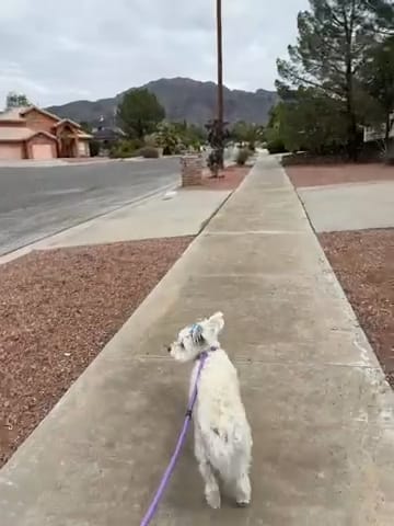 Customer photo review of FIDA Durable Slip Lead