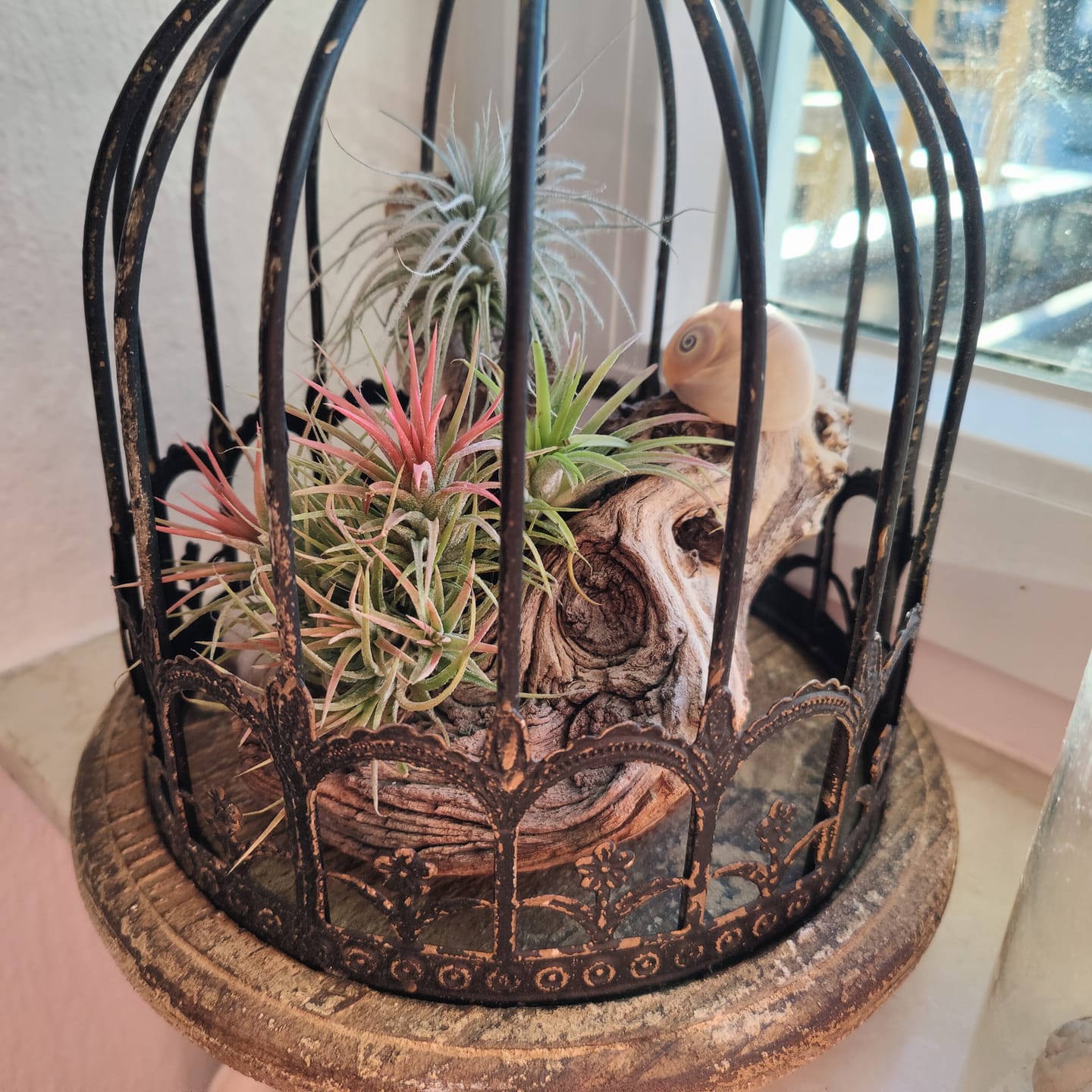 Customer photo review of Tillandsia ionantha 'mexico' - PULK