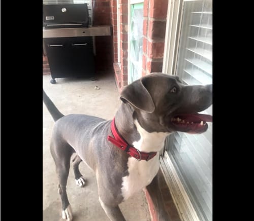 Customer photo review of FIDA Heavy Duty Dog Collar