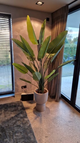 Customer photo review of Strelitzia Kunstplant 180cm (weekdeal)