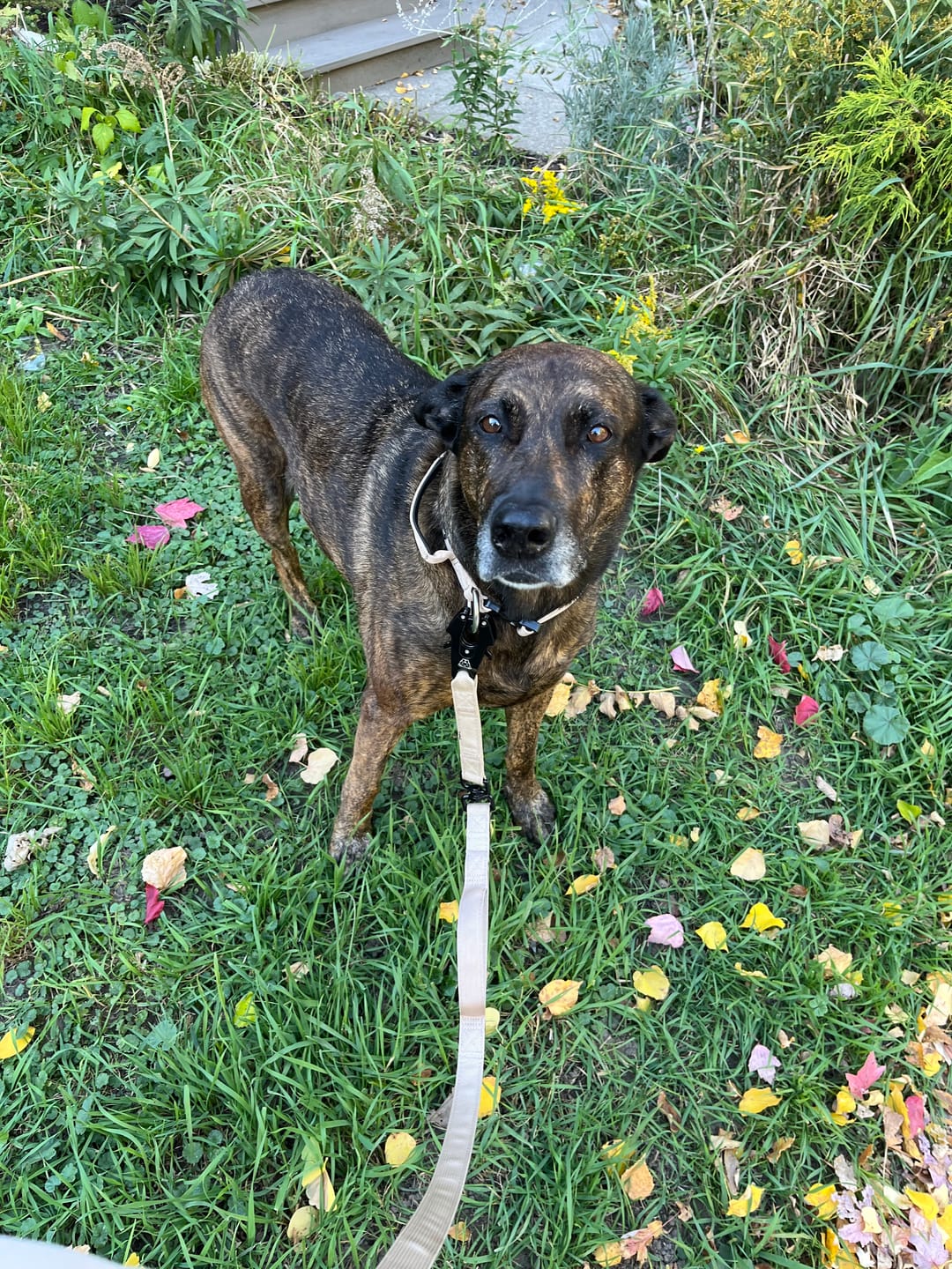 Customer photo review of Tacti Dog Leash - Buttercream