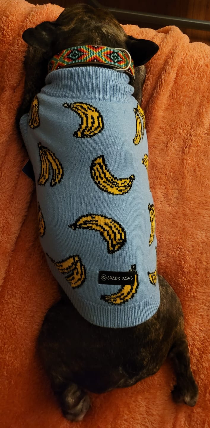 Customer photo review of Banana Knit Dog Sweater