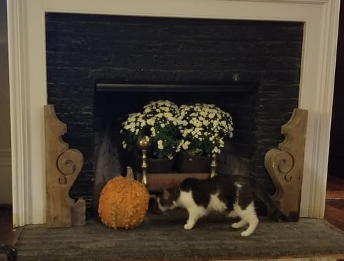 Customer photo review of Flaked Variety Pack, 2.8-oz, Case of 12