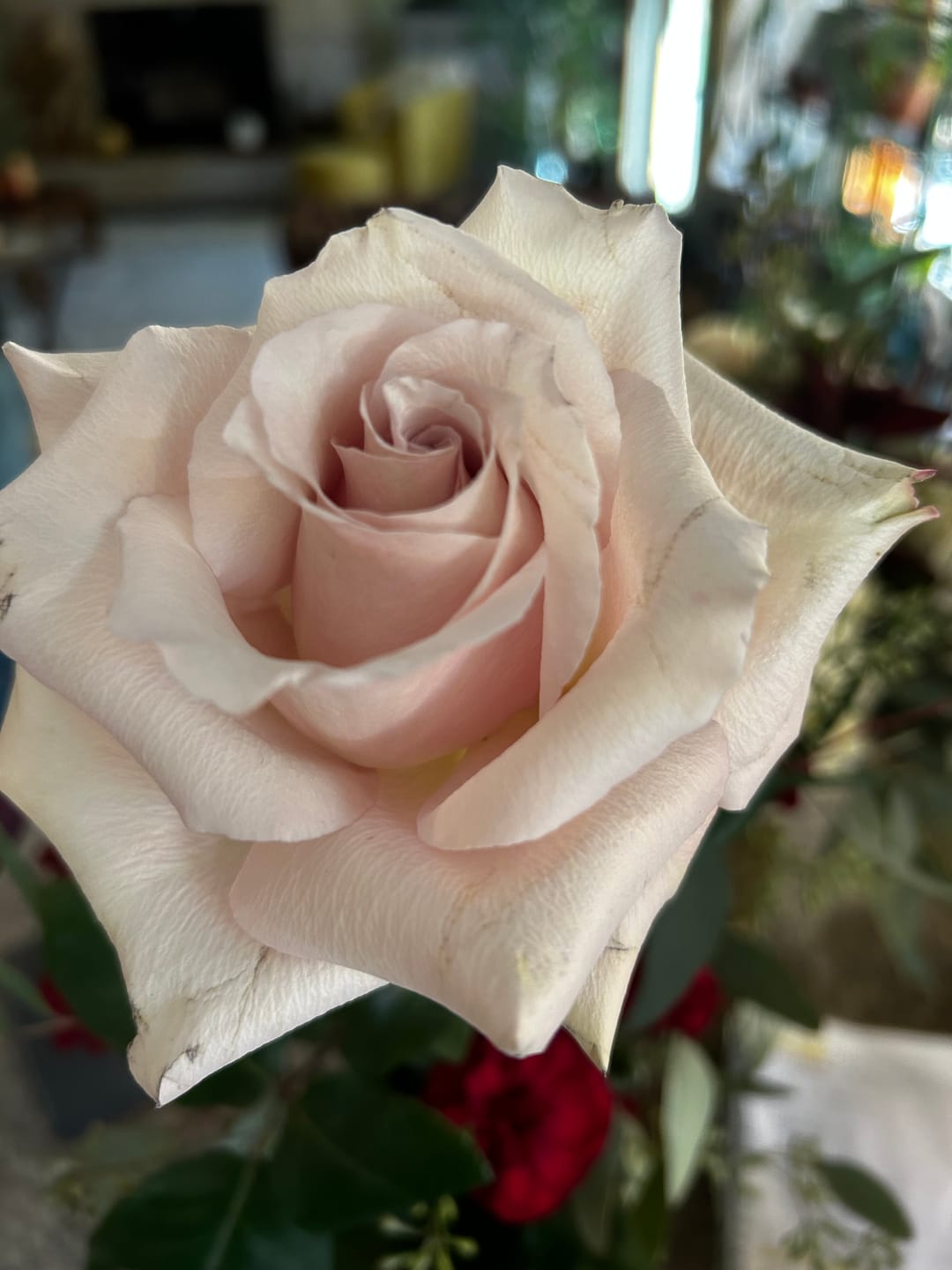Customer photo review of Quicksand Roses