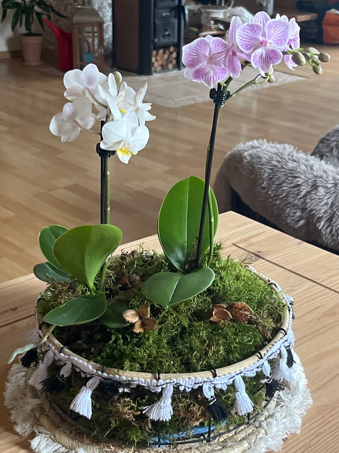 Customer photo review of Table Dance Orchideen Farbmix mit 1 Stiel im 6er Set