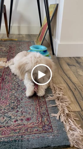 Customer video review of The Essential Treat Pack