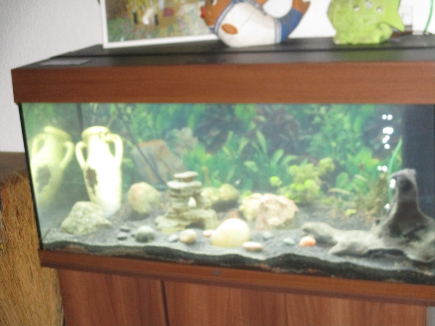 Customer photo review of Aquarium Rio 180 LED Brun Équipé JUWEL - 180L