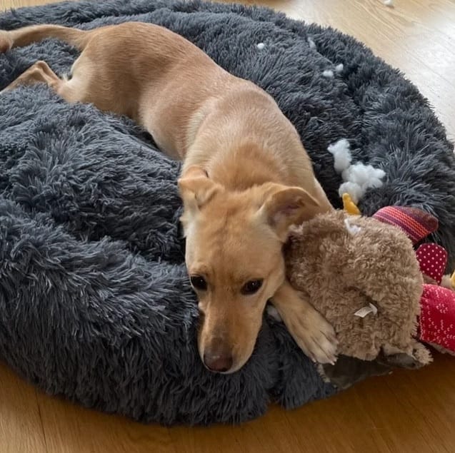 Customer photo review of Hundebett Belune® - Das Original