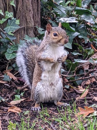 Customer photo review of Vintage Short Sleeve Henley T-Shirt - Red