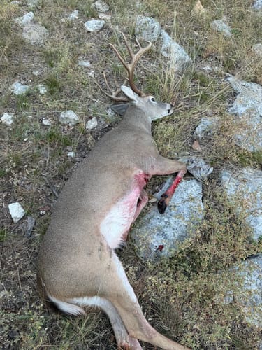 Customer photo review of Beast Broadheads (2-Pack + Practice Tip)