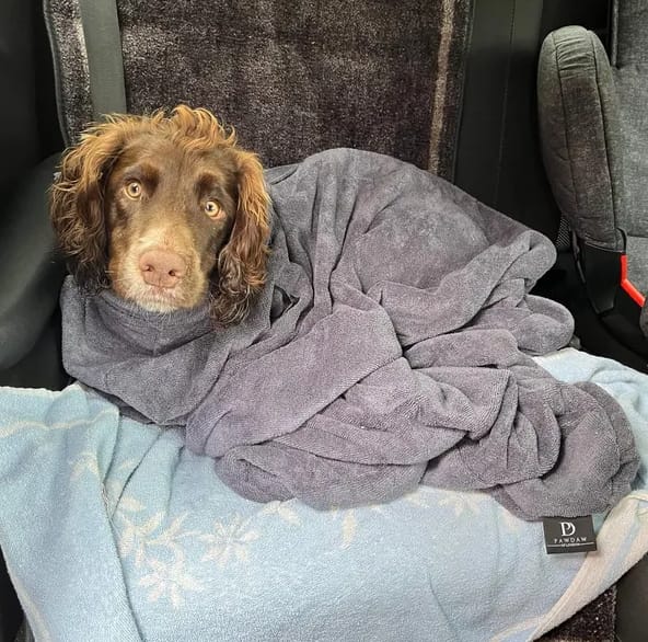 Customer photo review of Luxury Dog Drying Bag