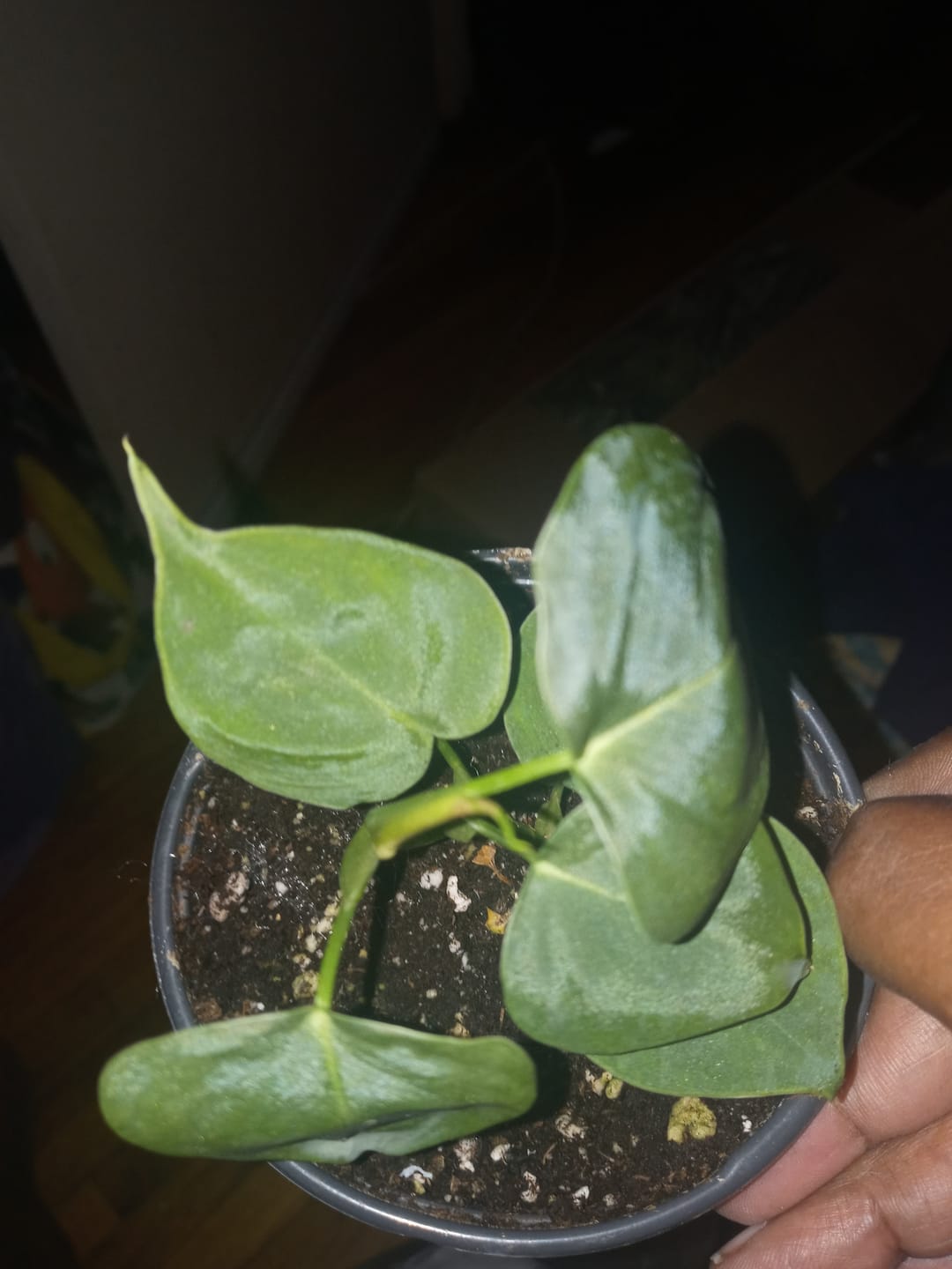 Customer photo review of Philodendron lupinum