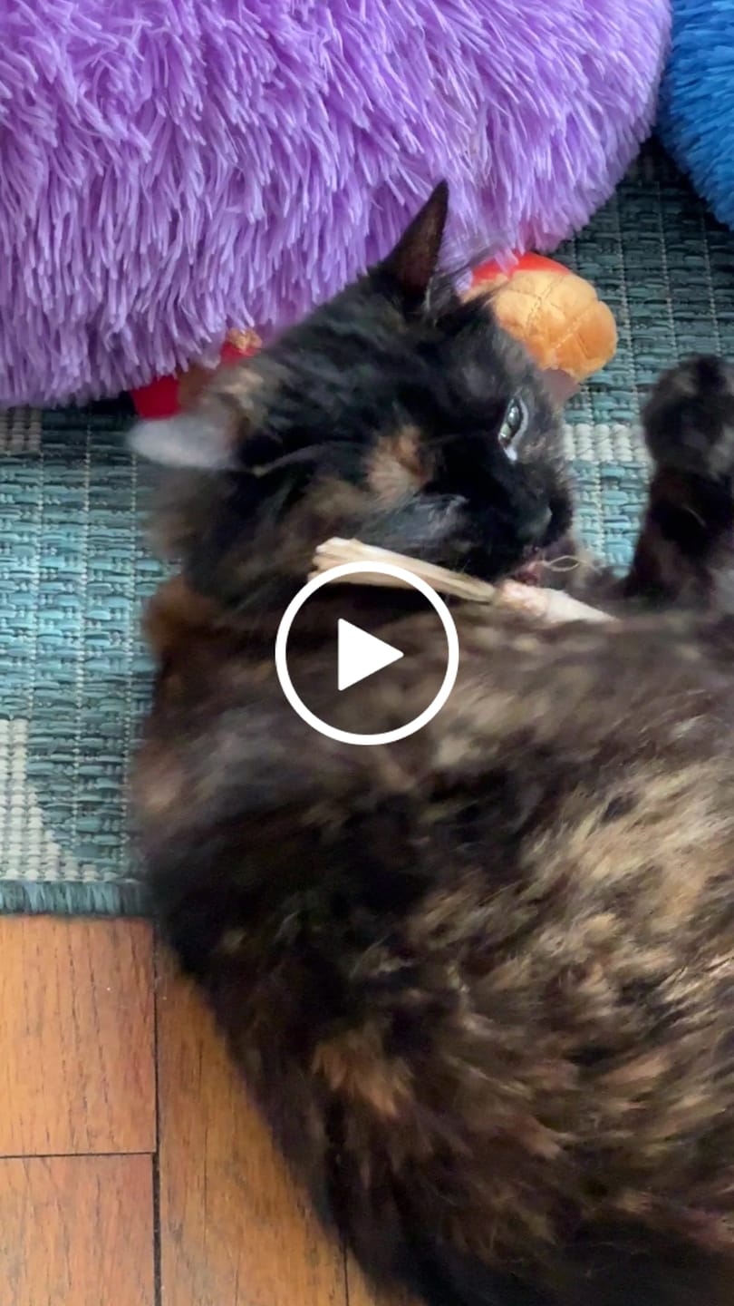 Customer video review of RYERCAT Silvervine Cat Dental Sticks