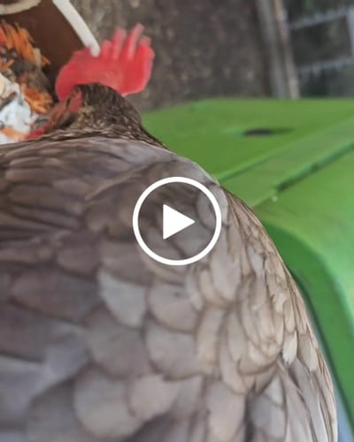 Customer video review of BSF Larven - getrocknete Soldatenfliegenlarven