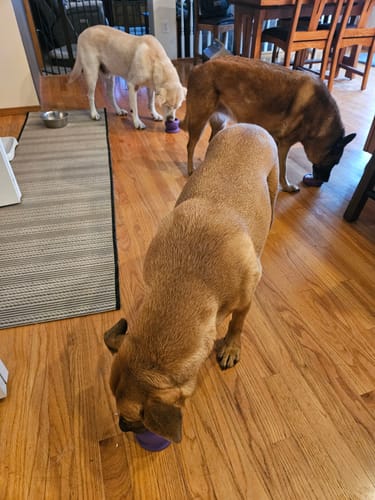 Customer photo review of Freezball - Durable Fillable Dog Chew Bone