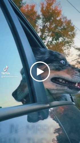 Customer video review of NEW Waterproof Hard Bottom Car & Truck Seat Foldable Hammock Cover With Storage Pockets, Side Flaps, Headrest Straps, Seat Anchors, & Mesh Window (+FREE SAFETY BELT!)