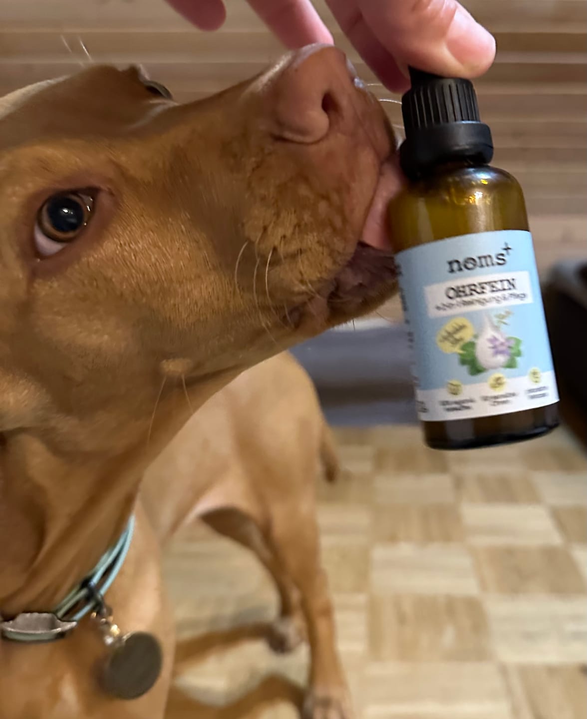 Customer photo review of 2-in-1 Ohrfein Reinigung & Pflege für Hunde & Katzen