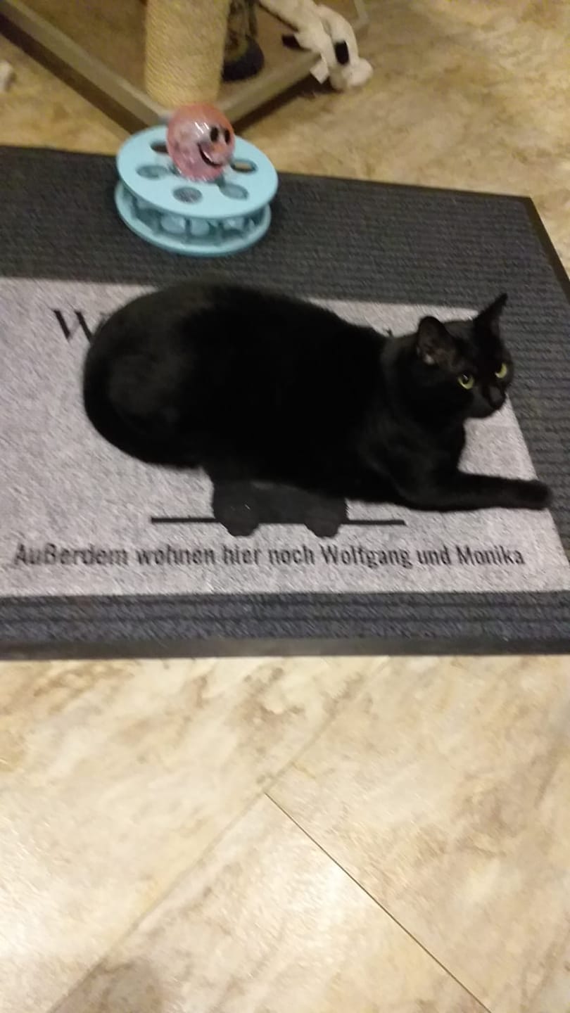 Customer photo review of Alle meine Fellnasen - Individuelle Fußmatte