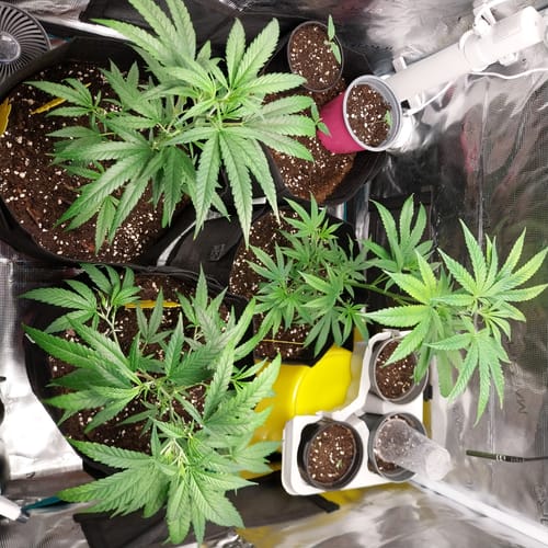 Customer photo review of Sticky Orange Bud 040 Cannabis Samen – Autoflowering - Indica - ab dem 01.04.2024 verfügbar
