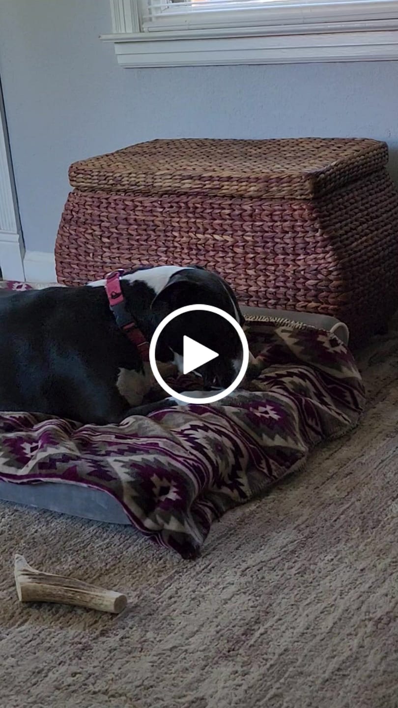 Customer video review of Cow Ears