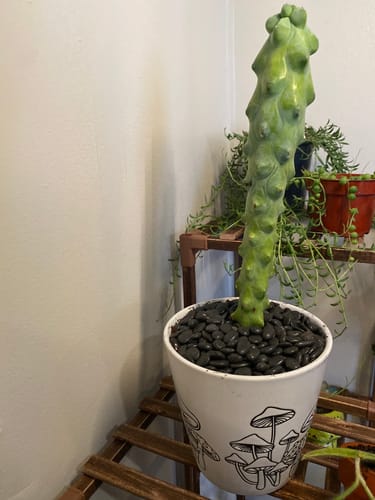 Customer photo review of Boobie Cactus | Myrtillocactus geometrizans Fukurokuryuzinboku