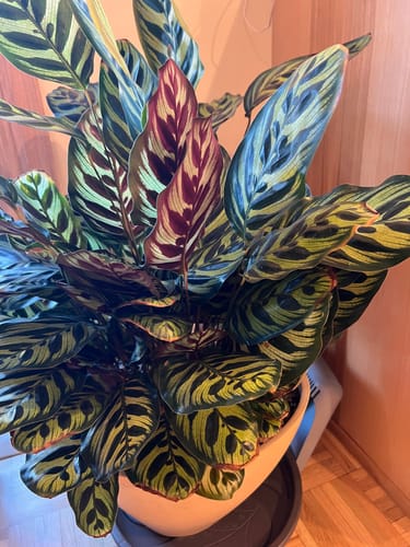 Customer photo review of Houseplant Pest Spray