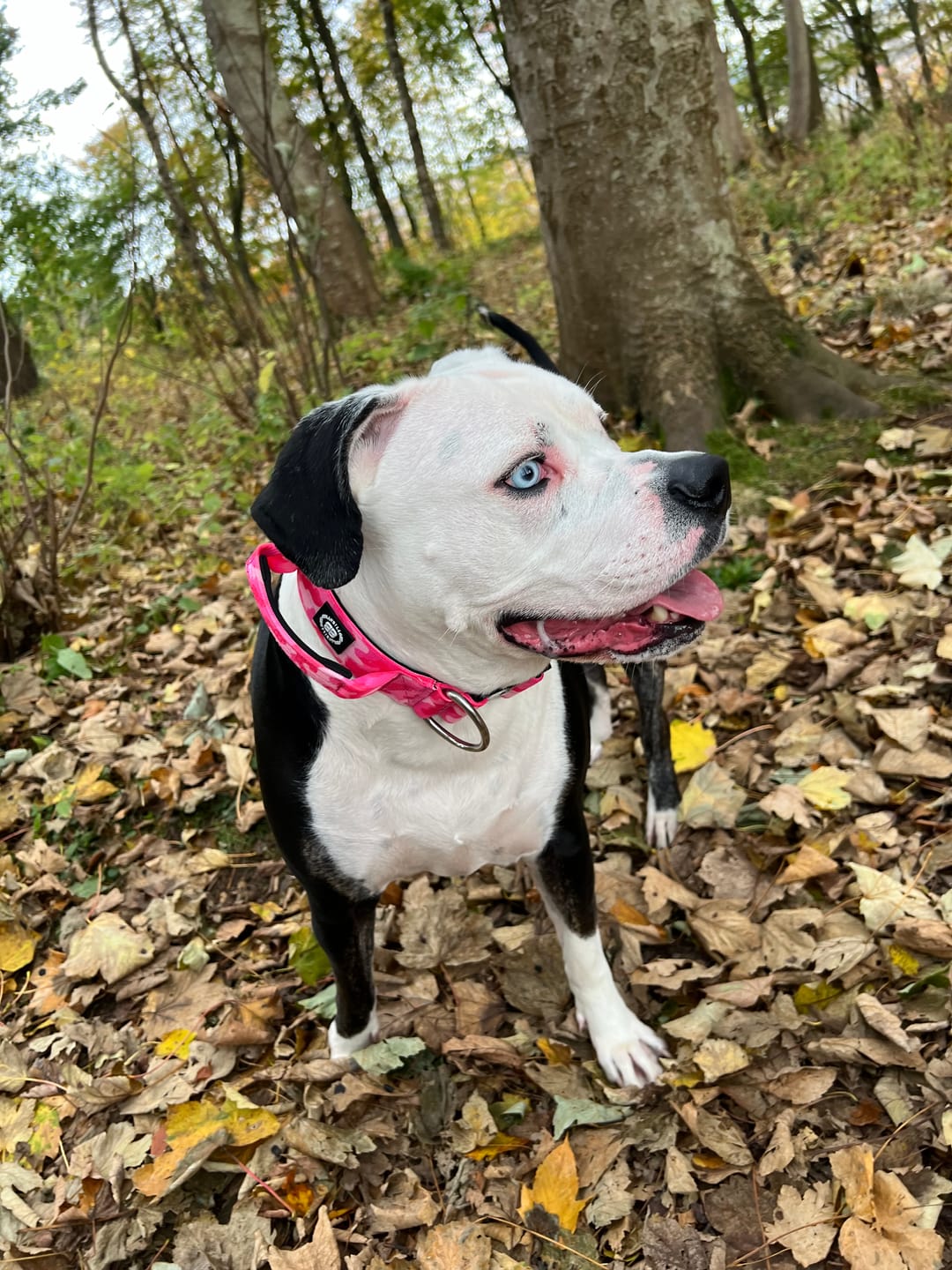 Customer photo review of 5cm Combat® Collar | With Handle & Secure Clip - Bubblegum