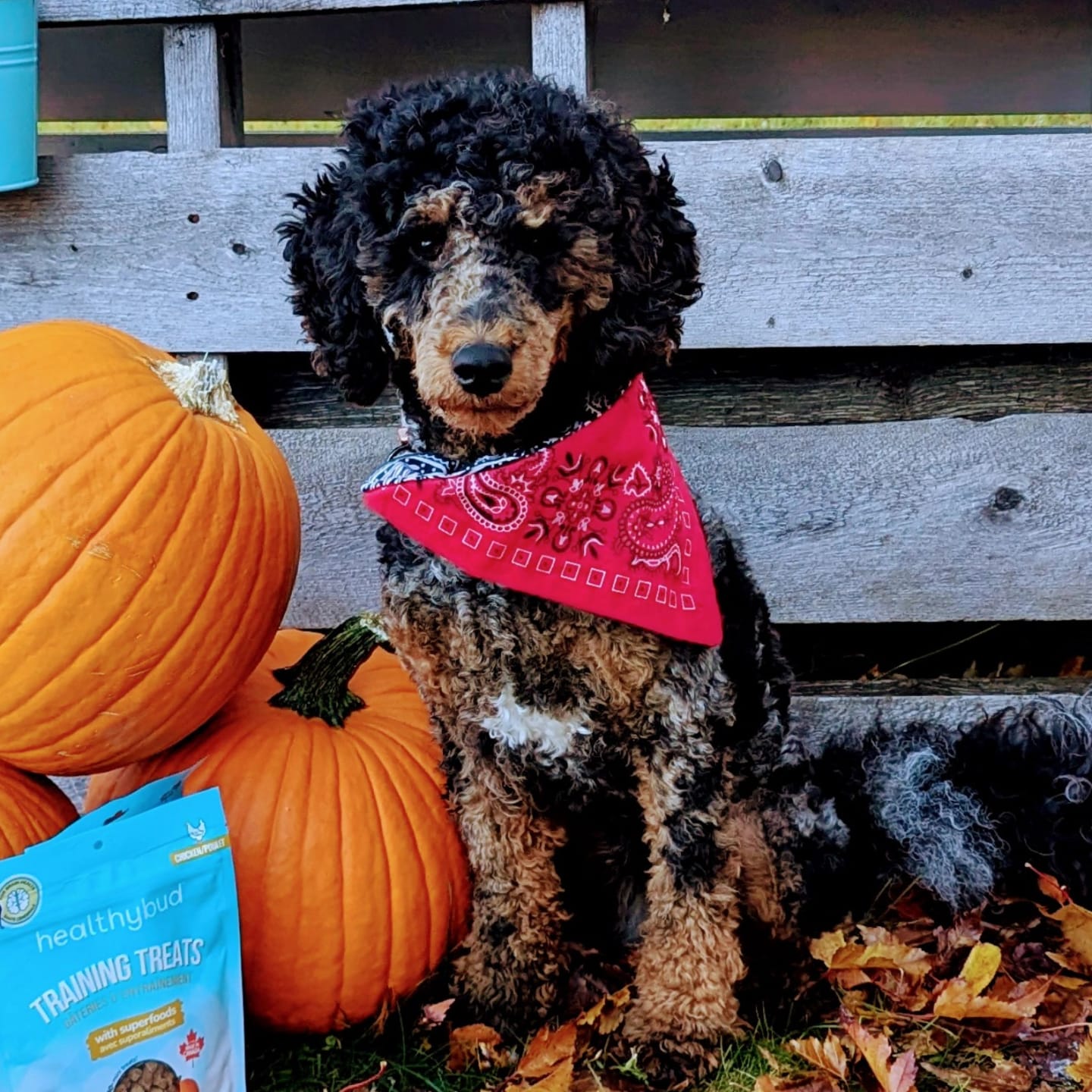 Customer photo review of Salmon Mini Training Treats