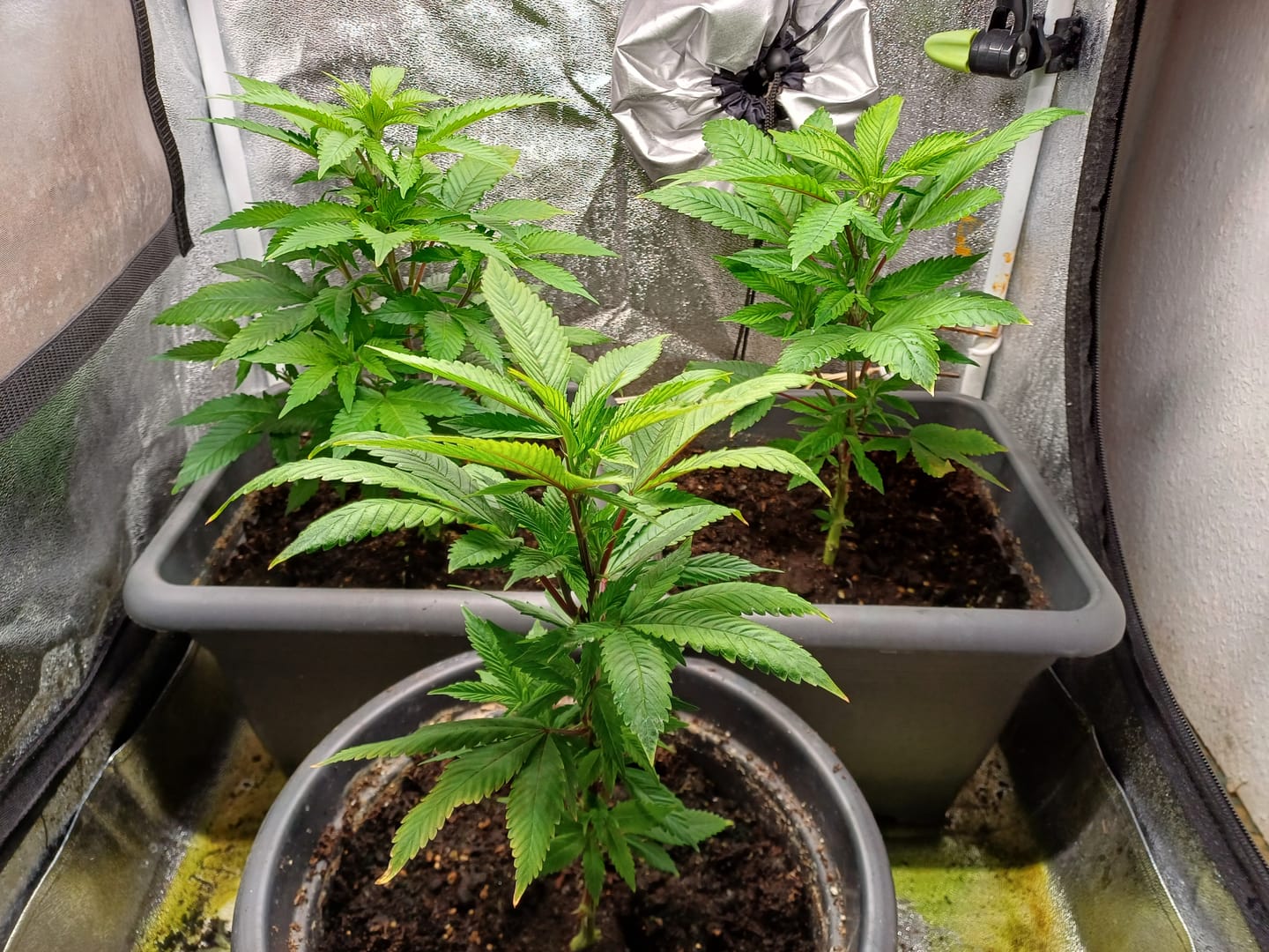 Customer photo review of Hanfsteckling | Blackberry Moonrock