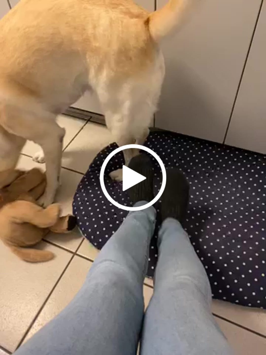 Customer video review of Alpaka Umschlagsocken