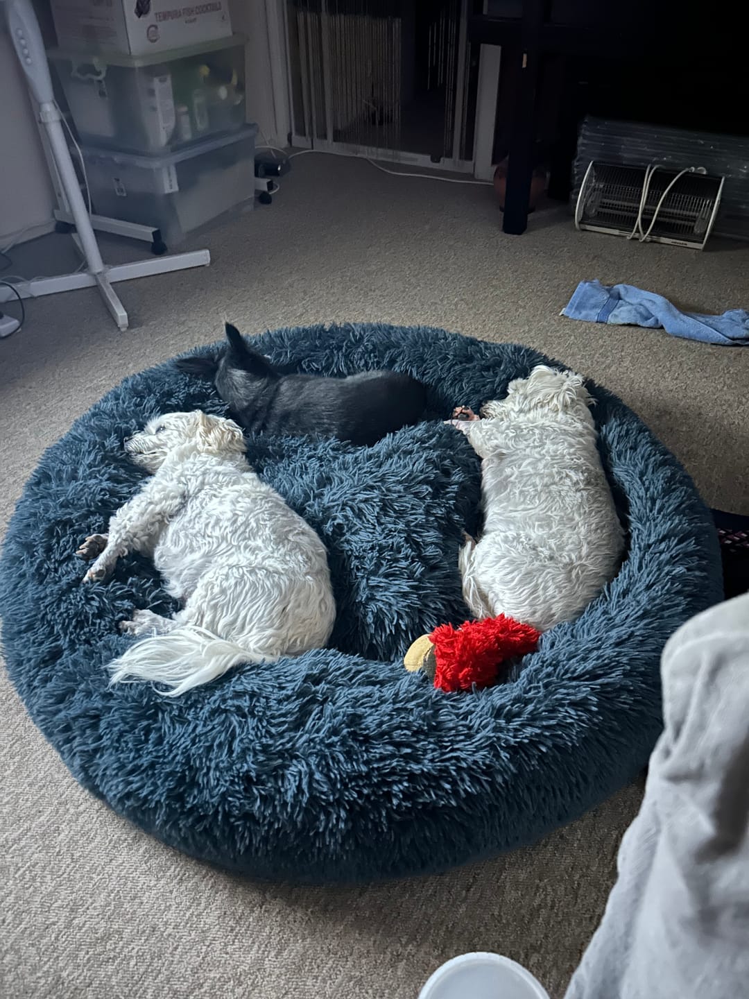 Customer photo review of Brooklyn® Deep Sleep Pet Bed
