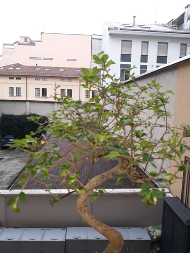 Customer photo review of BONSAI STARTER KIT CB®