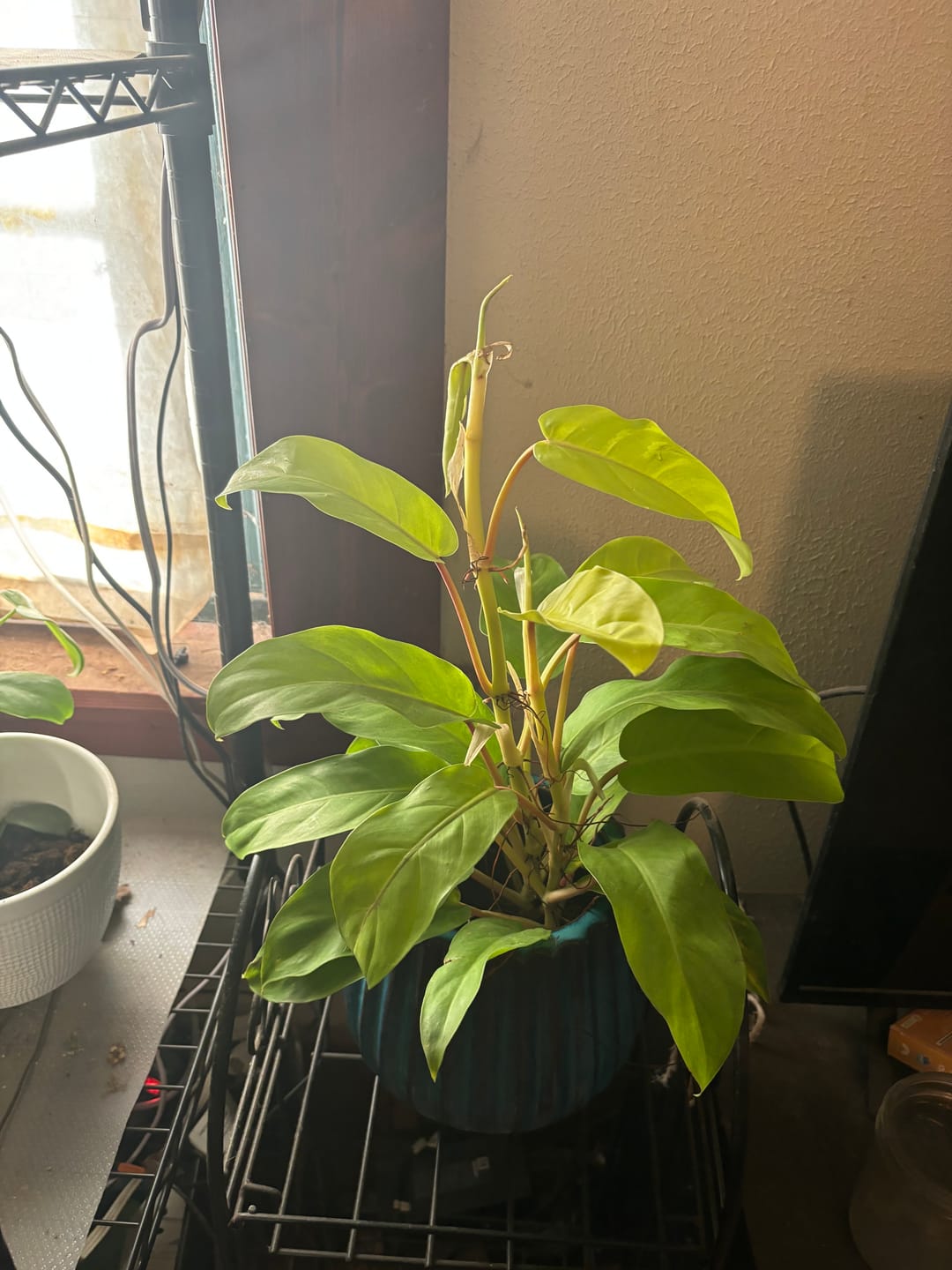 Customer photo review of Philodendron 'Lemon Lime' Upright Vining