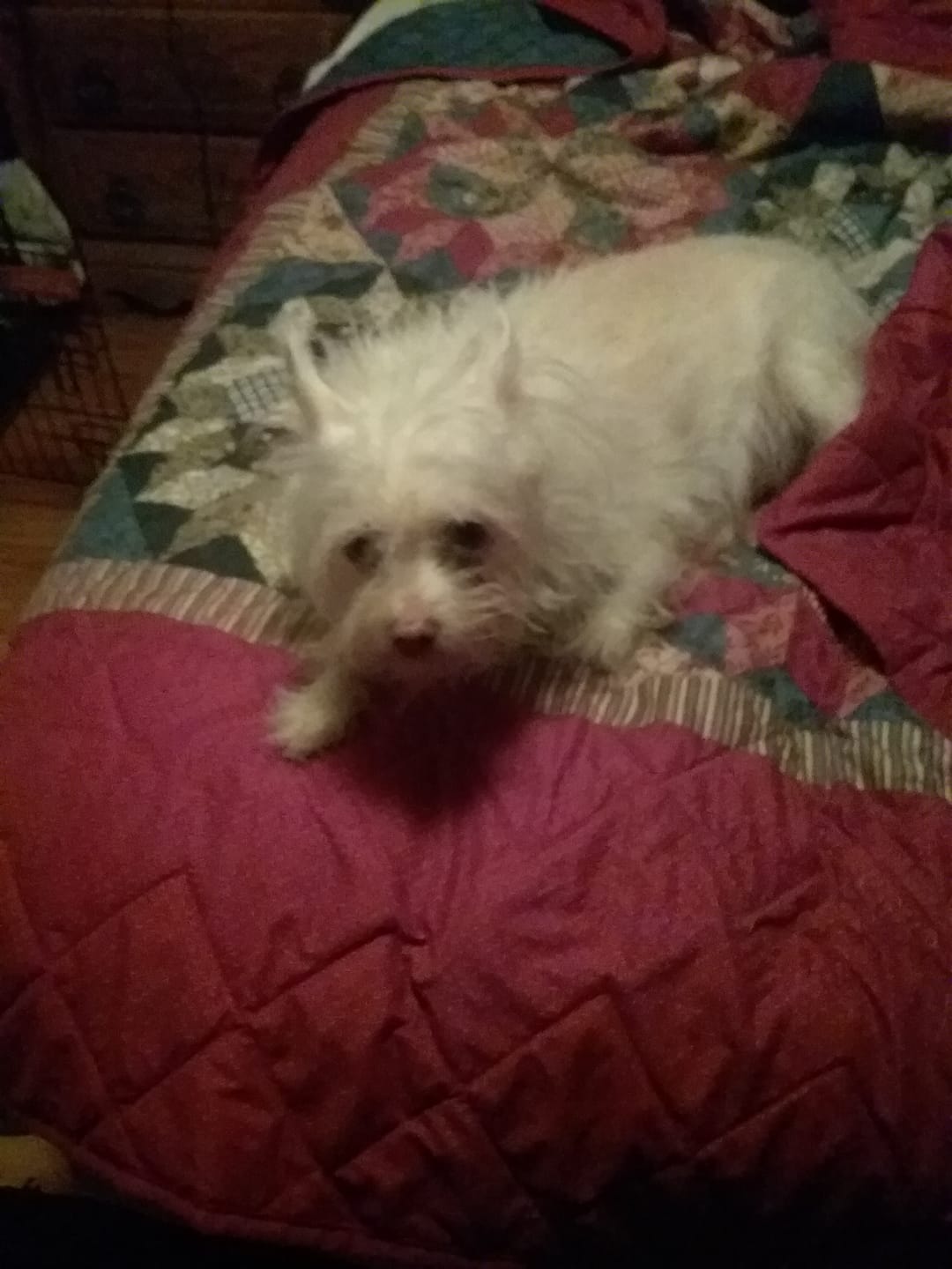Customer photo review of Royal Canin Veterinary Diet - Hepatic Canned Dog Food