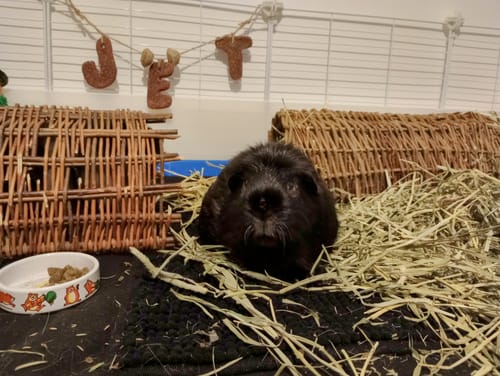 Customer photo review of Timothy Hay Box 'Blend'