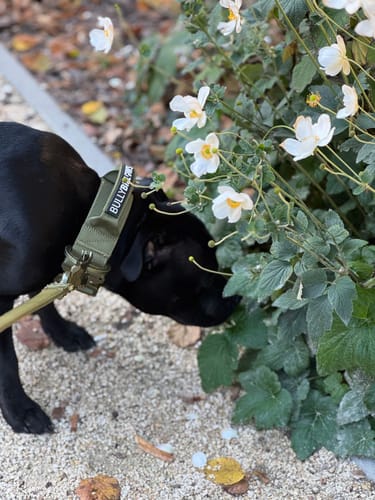 Customer photo review of 5cm LIGHTER Combat® Collar | With Handle Rated Clip - Khaki x Khaki