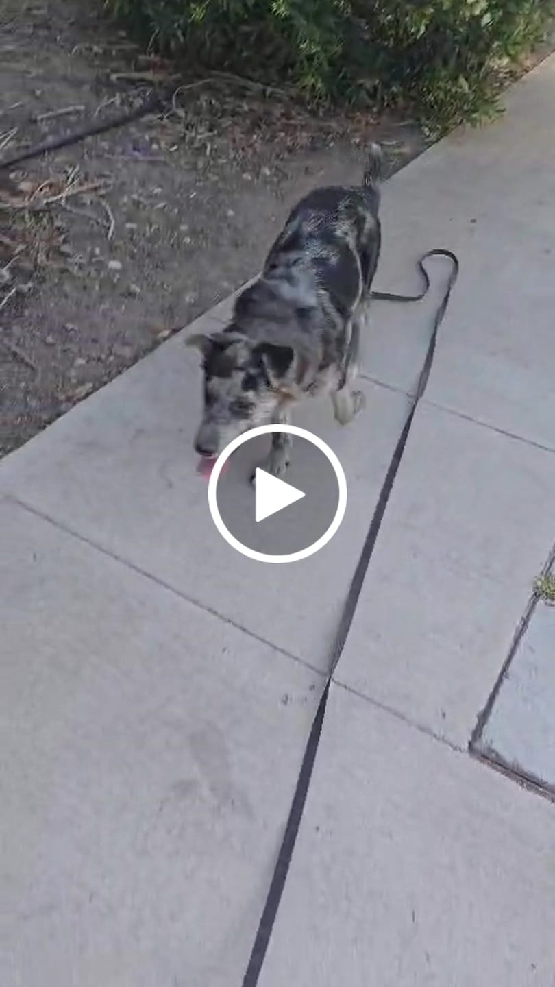 Customer video review of Correa Larga de Adiestramiento para Perros | 5 mts | Black Camo