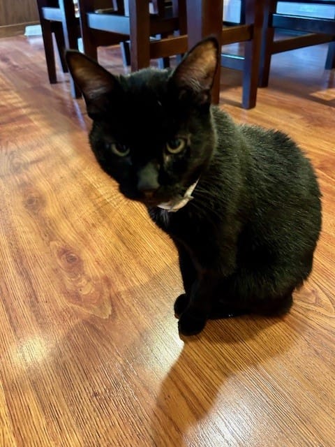 Customer photo review of Cat Sarcoptic & Demodectic Mange (Scabies) & Ear Mite Remedy
