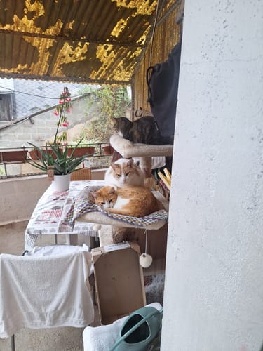 Customer photo review of Femme & jusqu'à 3 Chats | Mug Personnalisé